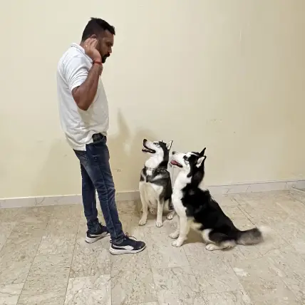 training two dogs