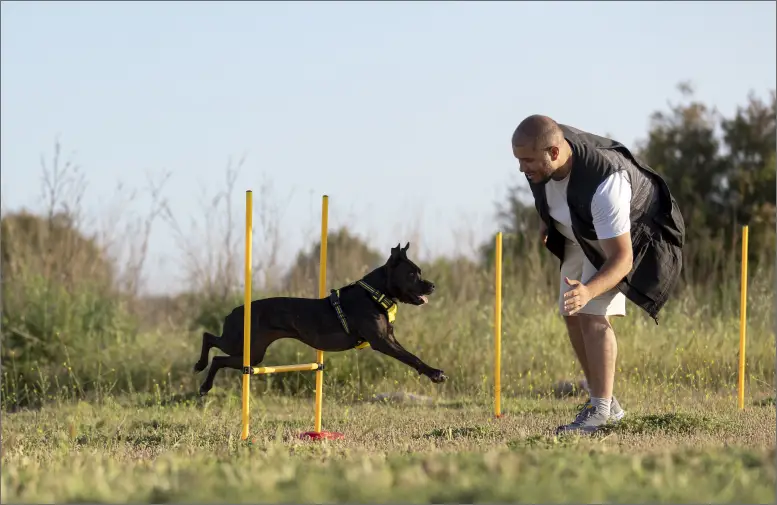 dog training