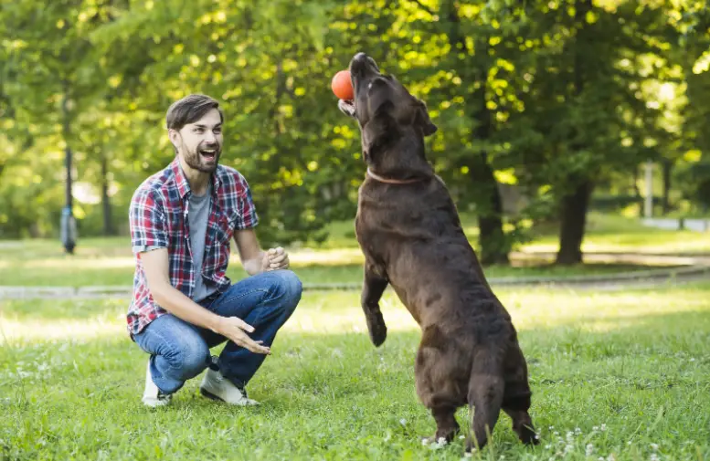 dog training 