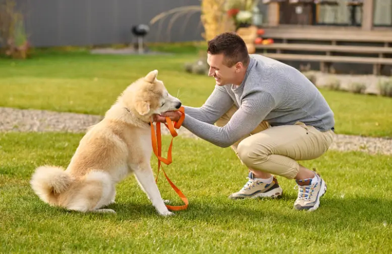 dog obedience training