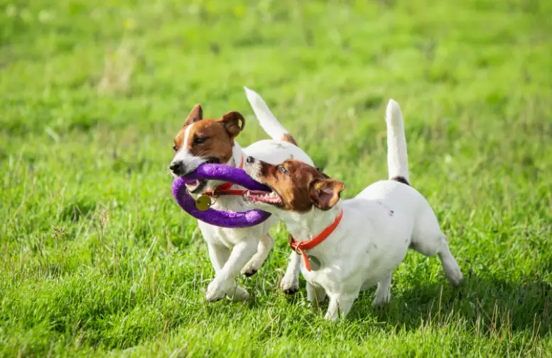 two dogs playng